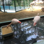 メヒコ  水戸フラミンゴ館 - 