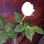 カナディアン コーヒーショップ - 