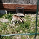 風と手と土 - 麦平くん 未熟児で産まれたんだそうです。草一杯食べて大きくなれ！