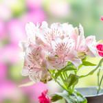 薬膳かふぇ 然 - 