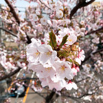 ぱる亭 - 【2019年04月】札幌のサイクリングロードにて、ようやく桜が咲きました。