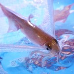 泳ぎイカ 九州 うまか 梅田店