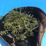 備瀬崎養殖所 - 