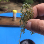 備瀬崎養殖所 - 