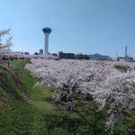 亜細亜的惣菜店 ガパオ飯 - 五稜郭の桜とタワーと函館山（スマホのパノラマ機能で撮影）