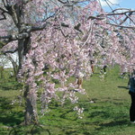 亜細亜的惣菜店 ガパオ飯 - 五稜郭内の枝垂れ桜（デジカメで撮影）