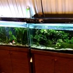 つるや旅館 - 【2019.5.5(日)】水槽
