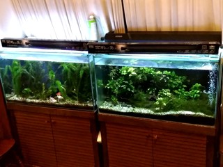 つるや旅館 - 【2019.5.5(日)】水槽