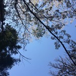 Unatei Wagatsu - 円山公園 桜