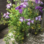 天寿し - 5月の活花