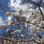 自家製麺 くろ松 - まだ５分咲きくらいかな