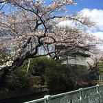 自家製麺 くろ松 - 高崎城址公園の桜