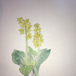 お抹茶処　宗祇庵 - 敷かれた紙②お花も綺麗！