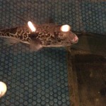 はつしろ - このフグはシーズン外れて飼ってるそうです