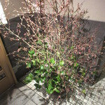 天寿し - 3月の活花