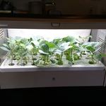 ステーキ・洋食のTANTO屋 - 店内の風景　2019.5