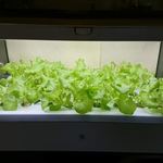 ステーキ・洋食のTANTO屋 - 店内の風景　2019.5