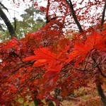 菓子工房　風花 - 