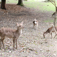 メインダイニングルーム 三笠 - 