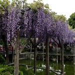 天神煎餅 大木屋 - 亀戸天神社・藤まつり