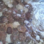 マリンハウス脇野沢 - 水槽にいたホタテ