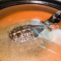 ツキと寿っぽん - 