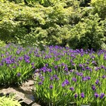 NEZUCAFE - 満開の燕子花