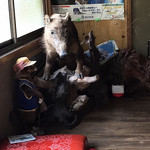 千鹿谷鉱泉旅館 - イノシシ、タヌキｗ