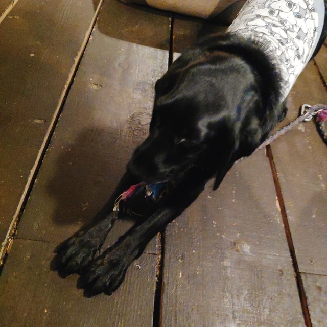 看板犬が迎えてくれるバスタの美味しいお店 By ちゃんとすんなや オンザピッグスバック On The Pig S Back 鵠沼海岸 カフェ 食べログ