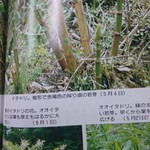 伊勢屋酒店 - イタドリ。