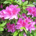 ラーメン二郎 - 店舗裏のつつじ