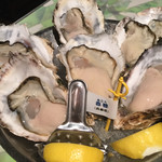 Oyster Bar ジャックポット - 