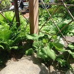 喜一 - 喫煙所に蕗