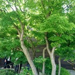 喜一 - 緑も深まってきました