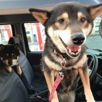 ピッザピッザピッザ - 