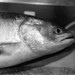 うを徳 - 時不知（ときしらず、おほめます）