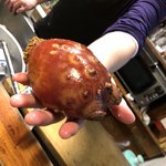 金ちゃん - 今年のホヤは大きくてパンパンに膨れています