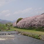 蒲田蔵の珈琲 - 夢前川沿いの桜並木を眺めながら走ります。