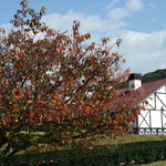 かんでかんで - 