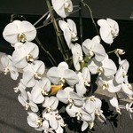 鶴八 - １周年記念のお祝い蘭