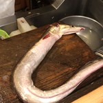 うを徳 - 1.2kgの天然巨大鱧