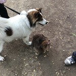 スターバックスコーヒー - 