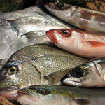 ととやむらた - 全国各地から直送したお魚です。夕方、日戻り漁で水揚げされた魚が、次の日の朝には、届くので鮮度は、抜群です！