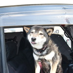 ピッザピッザピッザ - 