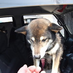 ピッザピッザピッザ - 