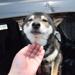 ピッザピッザピッザ - 