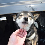 ピッザピッザピッザ - 