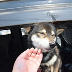 ピッザピッザピッザ - 