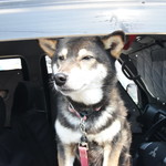 ピッザピッザピッザ - 