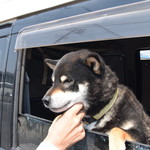 ピッザピッザピッザ - 